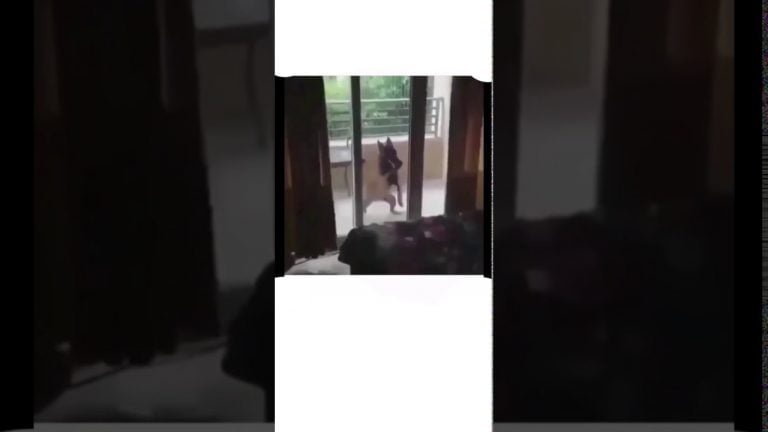 German Shepherd Drummer Plays A Bluegrass Beat