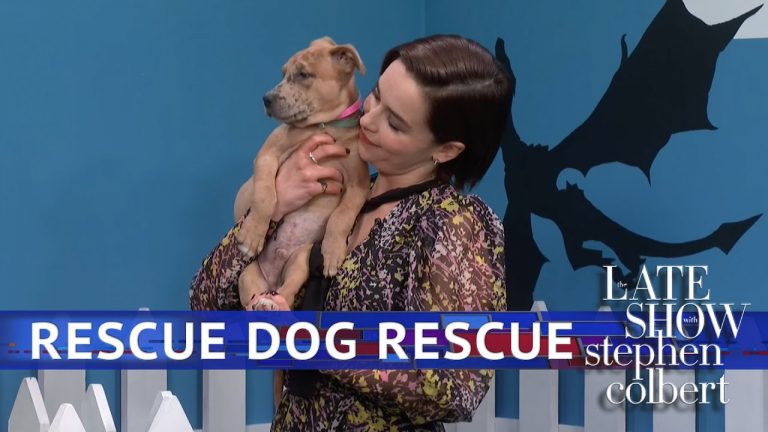 Rescue Dog Rescue with Emilia Clarke