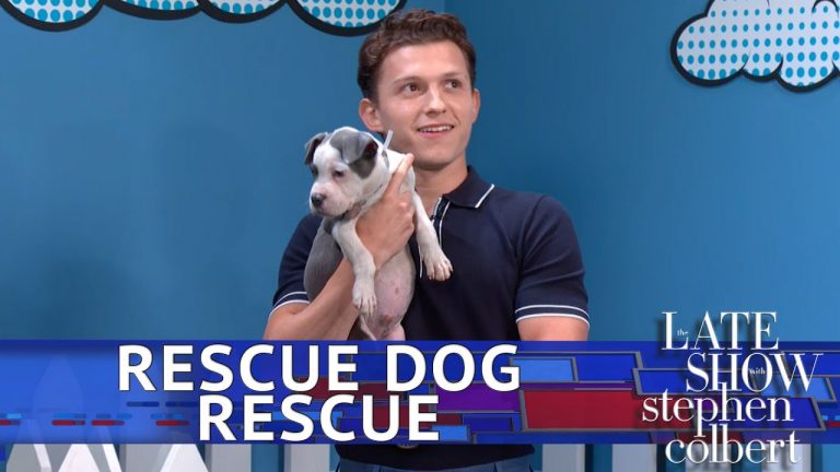 Rescue Dog Rescue With Tom Holland