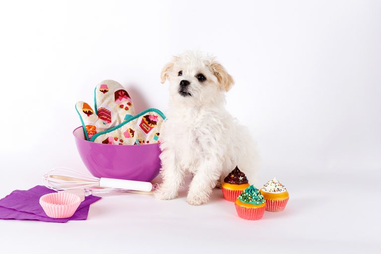 The Ontario SPCA and Humane Society kicks off National Cupcake Day to help animals in need