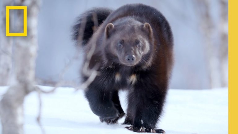 Ryan Reynolds Narrates Hilarious National Geographic Video on the Surprisingly Dull Life of a Real Wolverine