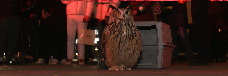 HBO, Sandbox Films, and Spinning Nancy Team Up for Flaco the Owl Documentary