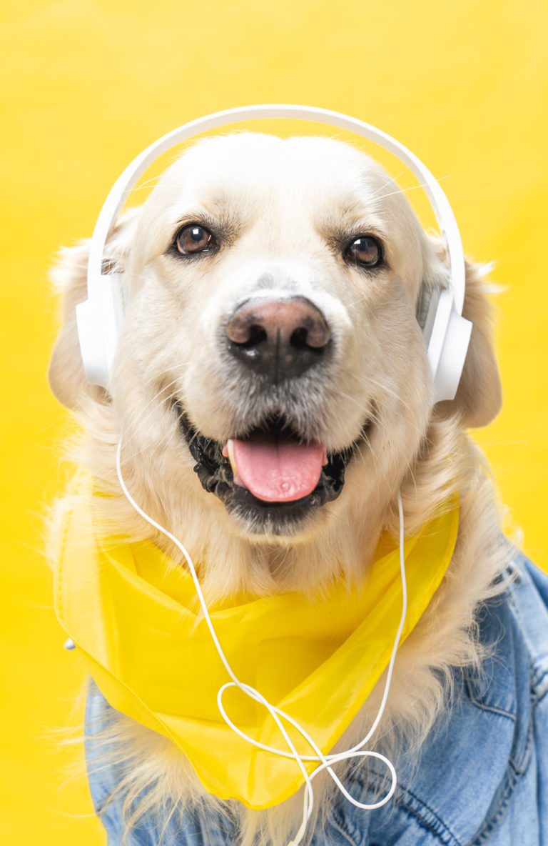 Do Dogs Enjoy Music? Science Says… Yes!