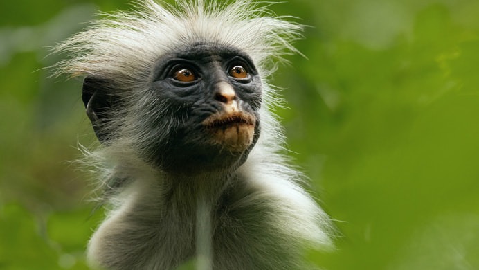 Apple TV+ Nature Series ‘The Secret Lives of Animals’ Scores Six Daytime Emmy Nominations