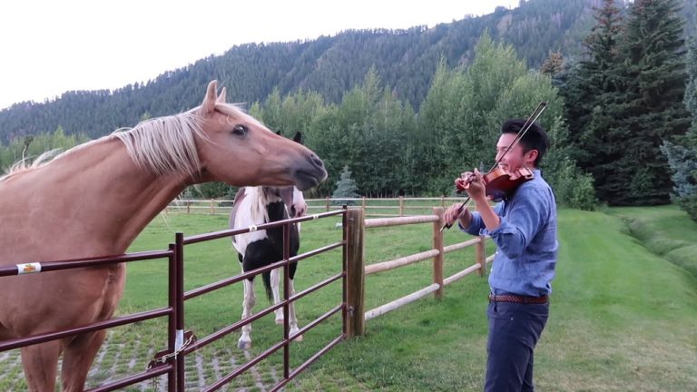 Ray Chen Charms Horse Audience With Graceful Farmyard Violin Serenade