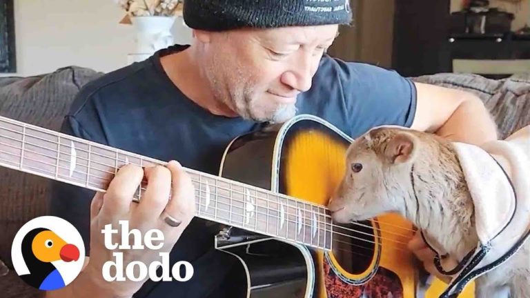 Archie the Dancing Lamb Steals Hearts and Strums Guitars at Sale Ranch Sanctuary