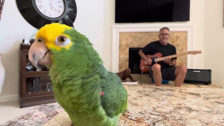 Melodic Parrot Tico Finds Harmony With Musician Frank Maglio