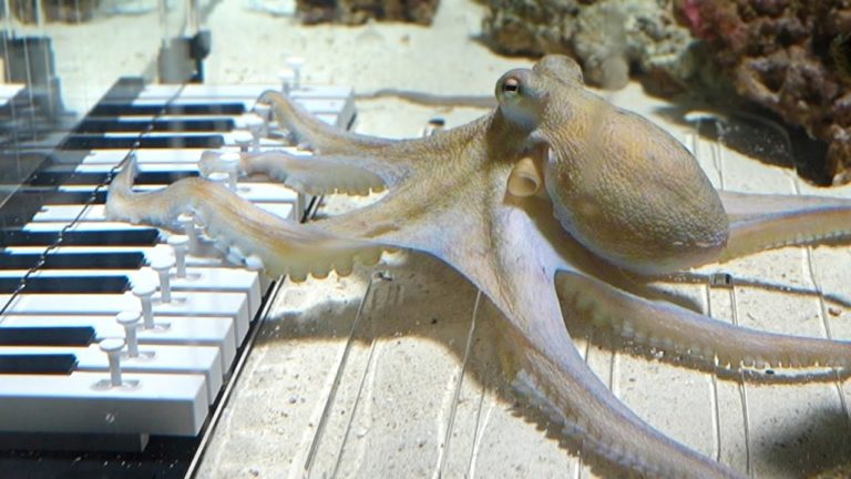 Swedish Pianist Builds Underwater Piano to Teach an Octopus to Play