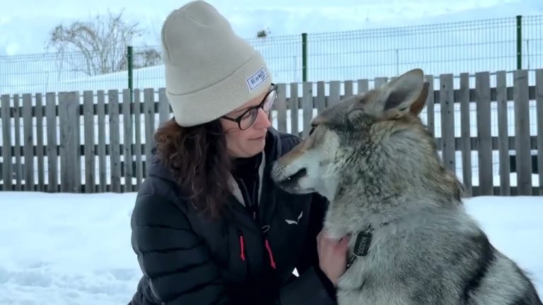 Czechoslovakian Wolfdog Nazgul Steals the Show at the Milano Cortina Winter Olympics